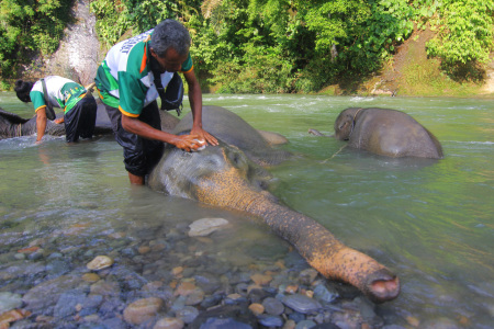 Petugas Mahout Sedang memandikan dan membersihkan Gajah Sumatera Yang di Lindungi