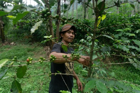Konservasi Owa Jawa dengan Kopi
