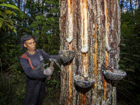 Pemanfaatan Hutan