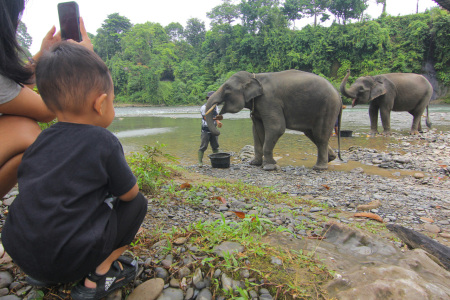 Menyaksikan Pemberian Protein & Vitamin di Penangkaran Gajah Ekowisata Tangkahan