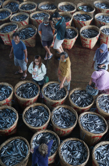 Keriuhan Lelang Ikan Laut di TPI Prigi