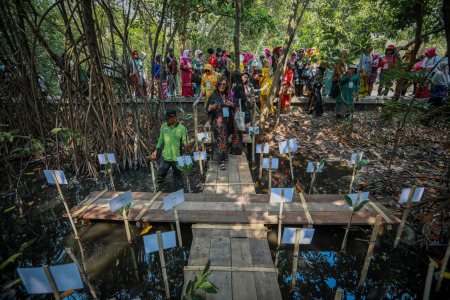 Aksi Emak-emak Tanam Ratusan Bibit Mangrove di Pantai Jakarta