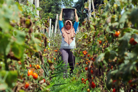 Petani Tomat Servo Bangkit Untuk Indonesia
