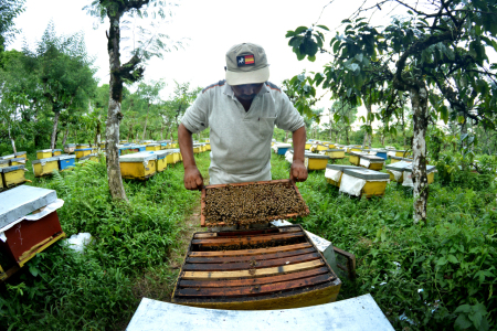 petani lebah