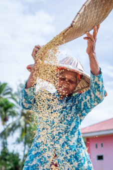 Padi dan beras untuk keberlanjutan pangan Indonesia