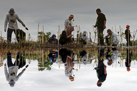 Relawan 1000 Mangroves