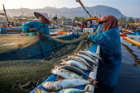 Nelayan Tangguh Ikan Melimpah
