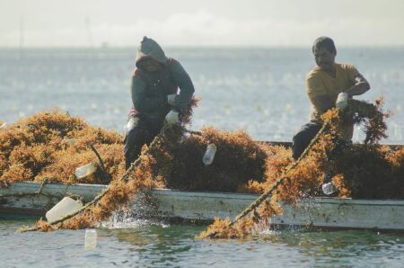 Perjuangan Petani Rumput Laut Menuju Masa Depan Cerah