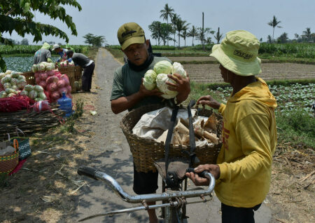 Berbagi Hasil Panen