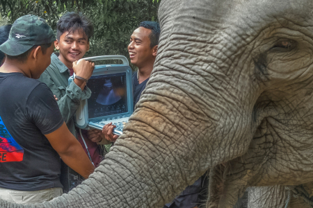 Konservasi Gajah Sumatera