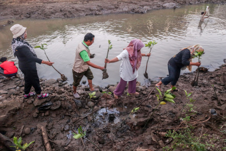 Cegah Banjir Dengan Tanam 250 Bibit Pohon Mangrove di Daerah Aliran Sungai (DAS)