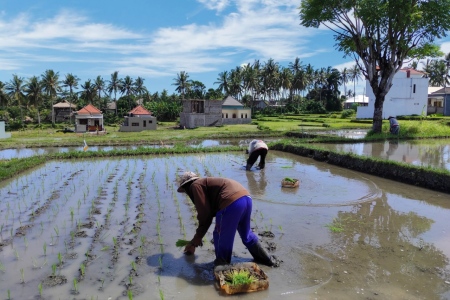Penanaman padi sebagai upaya meningkatkan ketahanan pangan di Gianyar