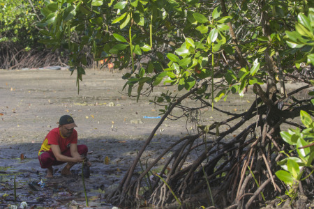 Melestarikan Mangrove untuk masa depan