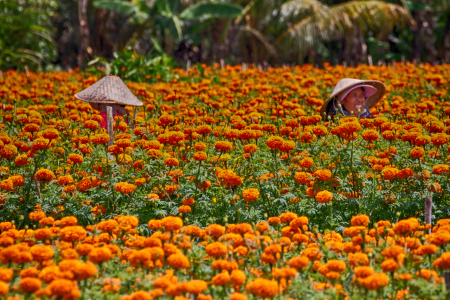 Panen Bunga Marigold Bali