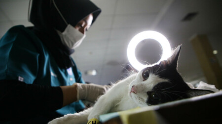 Upaya Menekan Populasi Kucing Melalui Sterilisasi Gratis