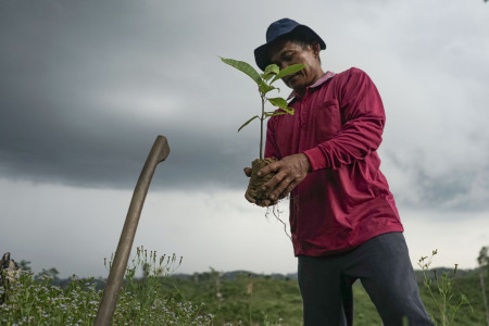 Menanam Kembali Hutan Yang Terlanjur Dirambah