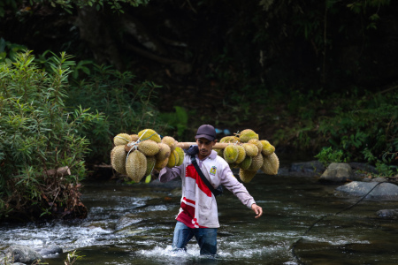 Buruh Angkut Durian