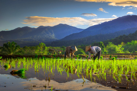 Menanam padi untuk berkelanjutan hidup keluarga