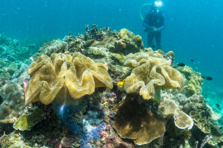 Konservasi terumbu karang di Raja Ampat